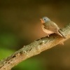 Lejsek maly - Ficedula parva - Red-breasted Flycatcher 4893